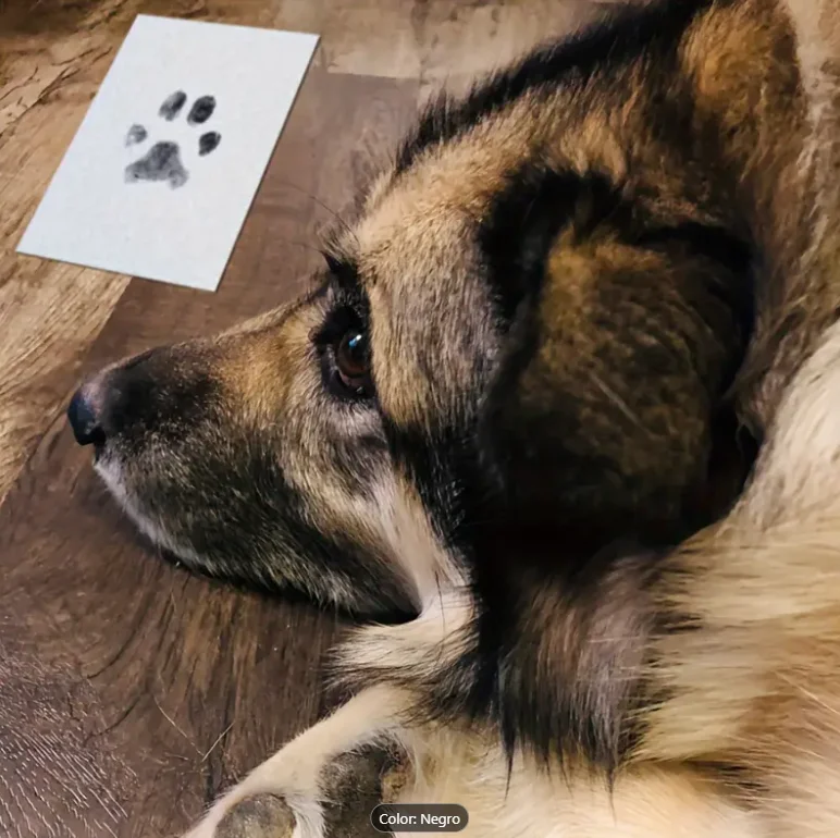 Kit de huella para mascotas - Imagen 5